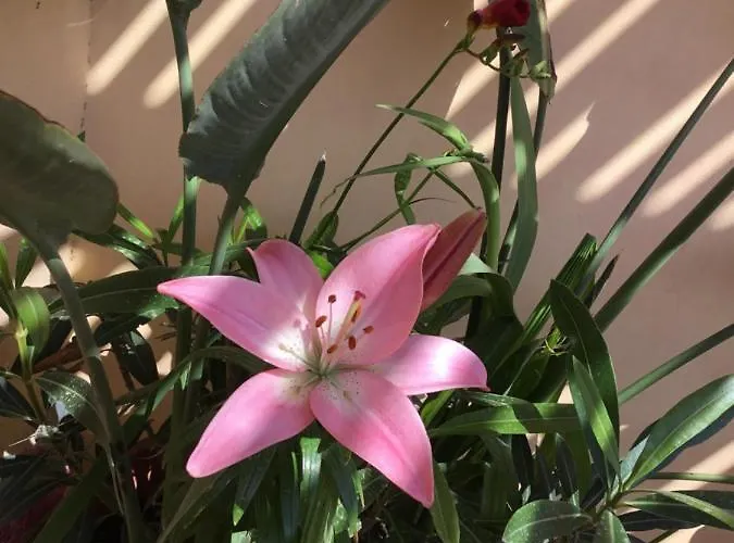 לינה וארוחת בוקר Le Cale 3*